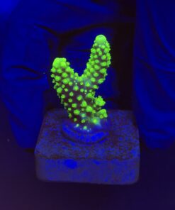 Salmoensis Green P