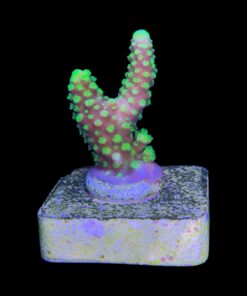 Alternative view of Salmoensis Green P
