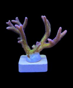 Alternative view of Seriatopora Bird of Paradise G