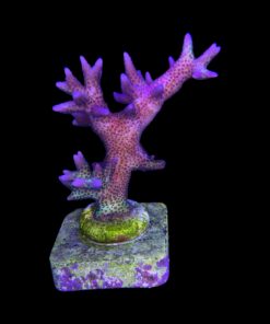 Seriatopora Hot Pink M