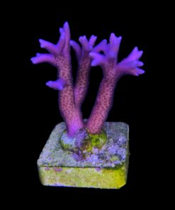 Seriatopora Hot Pink M