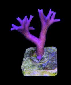 Seriatopora Hot Pink M