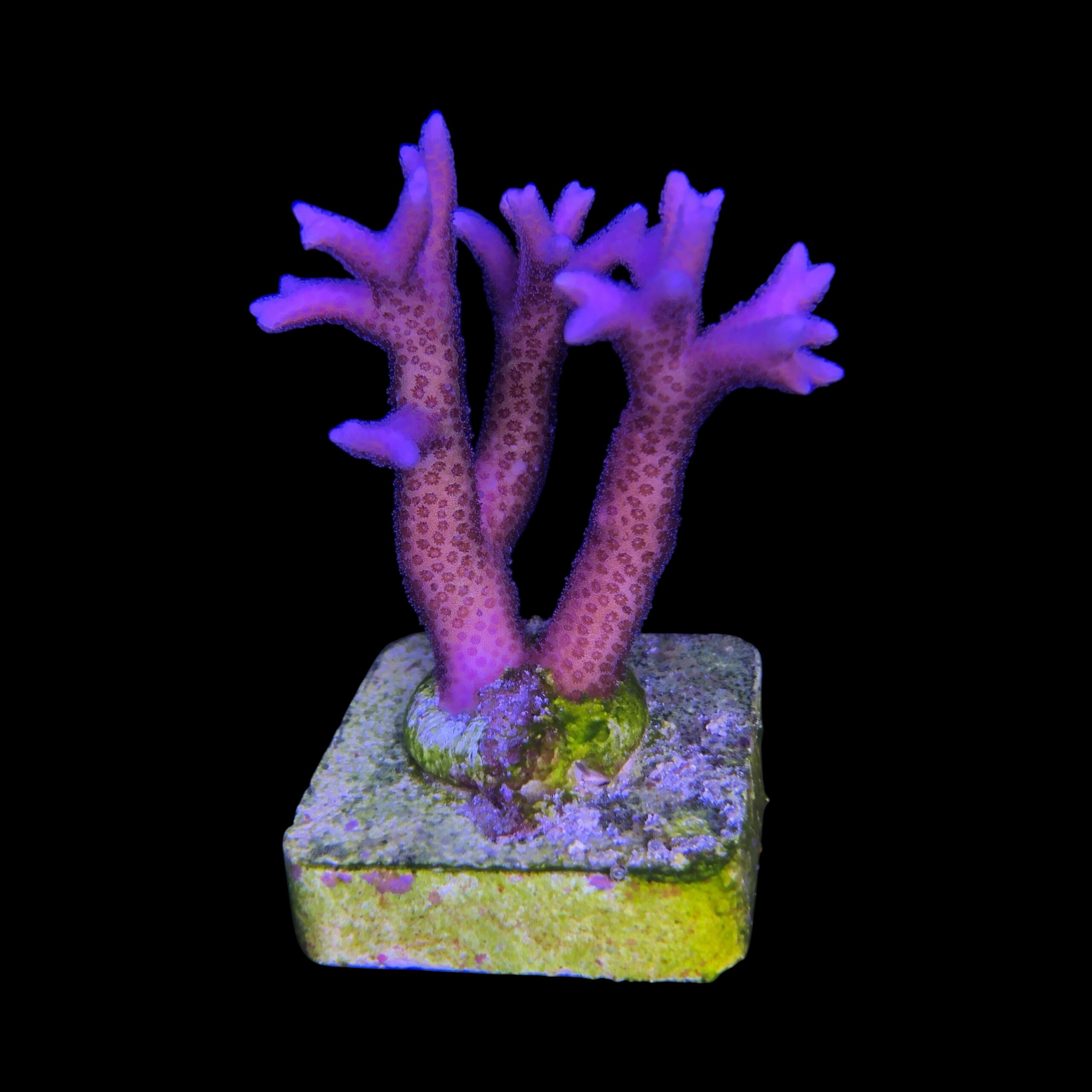 Seriatopora Hot Pink M
