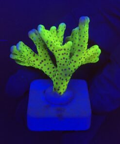 Slime Ball Anacropora M