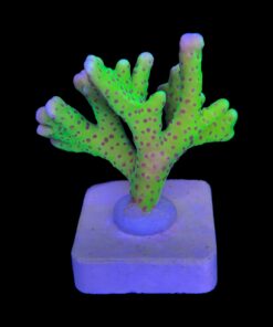Alternative view of Slime Ball Anacropora M