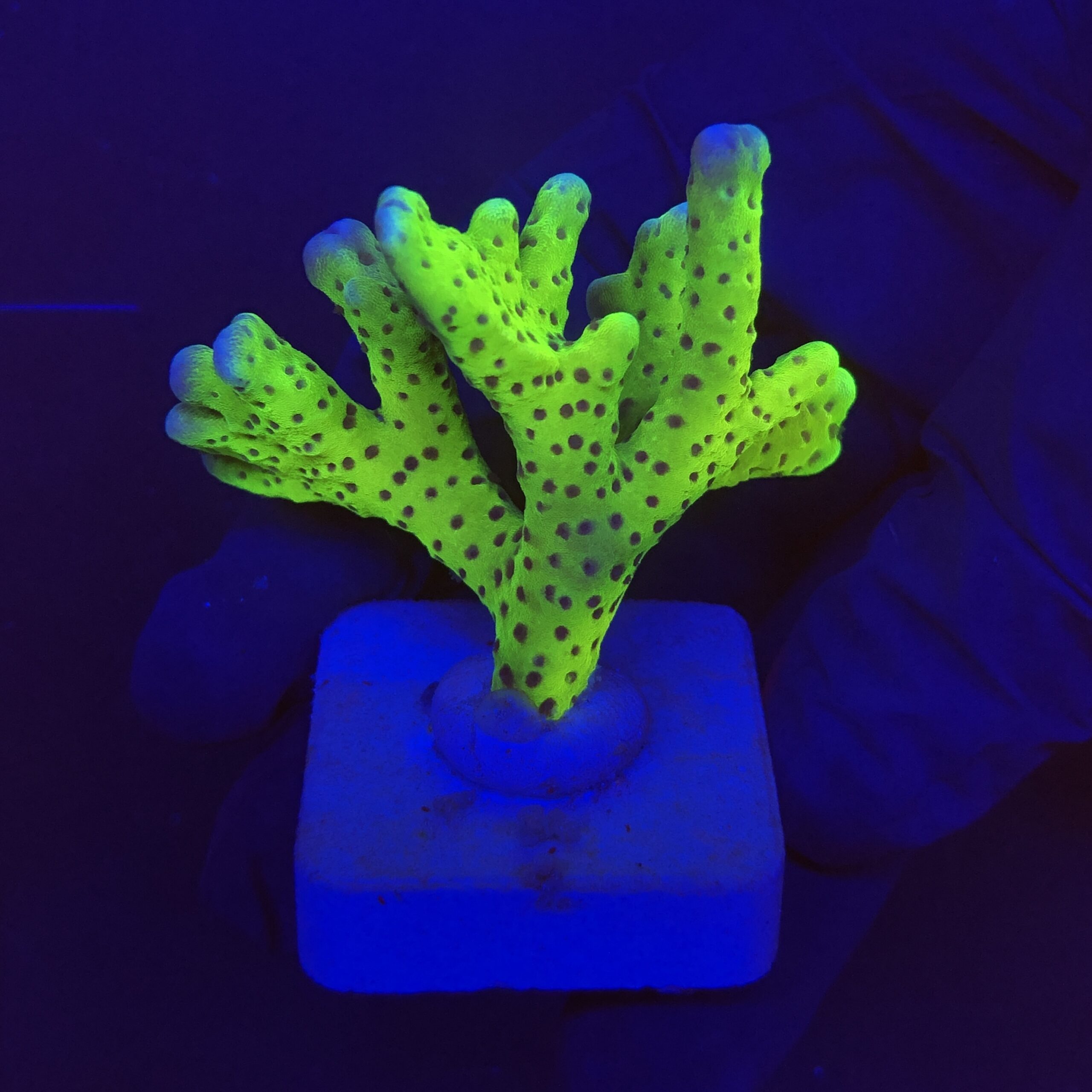 Slime Ball Anacropora M