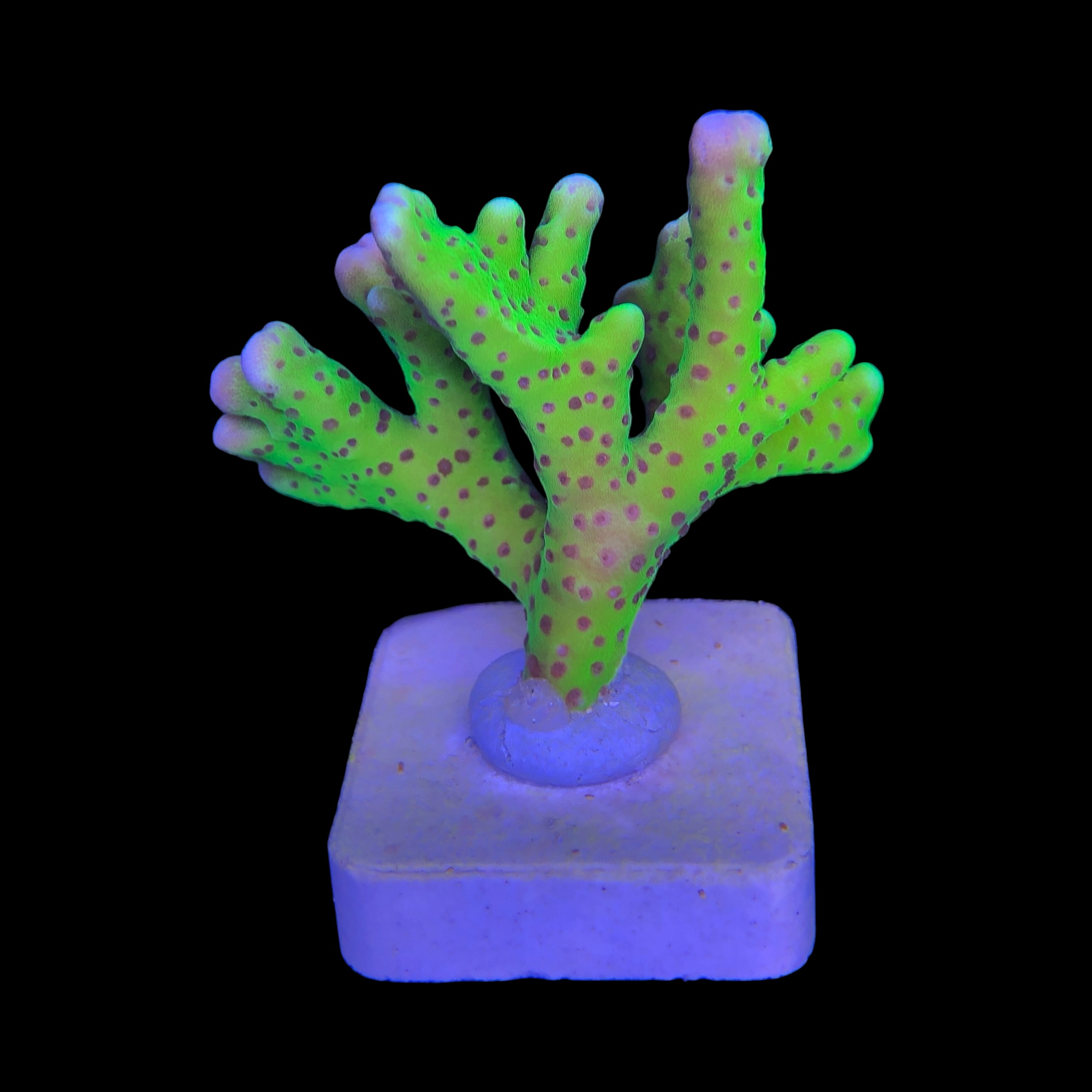 Slime Ball Anacropora M - Imagem 2
