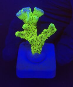Slime Ball Anacropora M