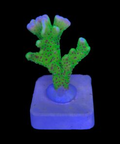 Alternative view of Slime Ball Anacropora M