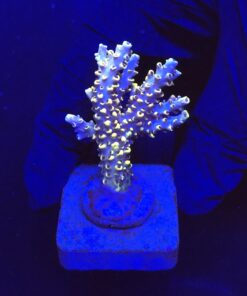 Solar Flame M