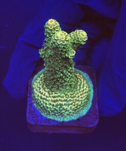 Spathulata Golden M