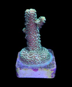 Alternative view of Spathulata Golden M