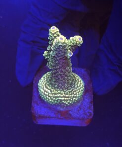 Spathulata Golden M