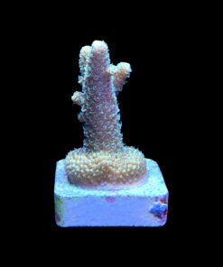 Alternative view of Spathulata Golden M