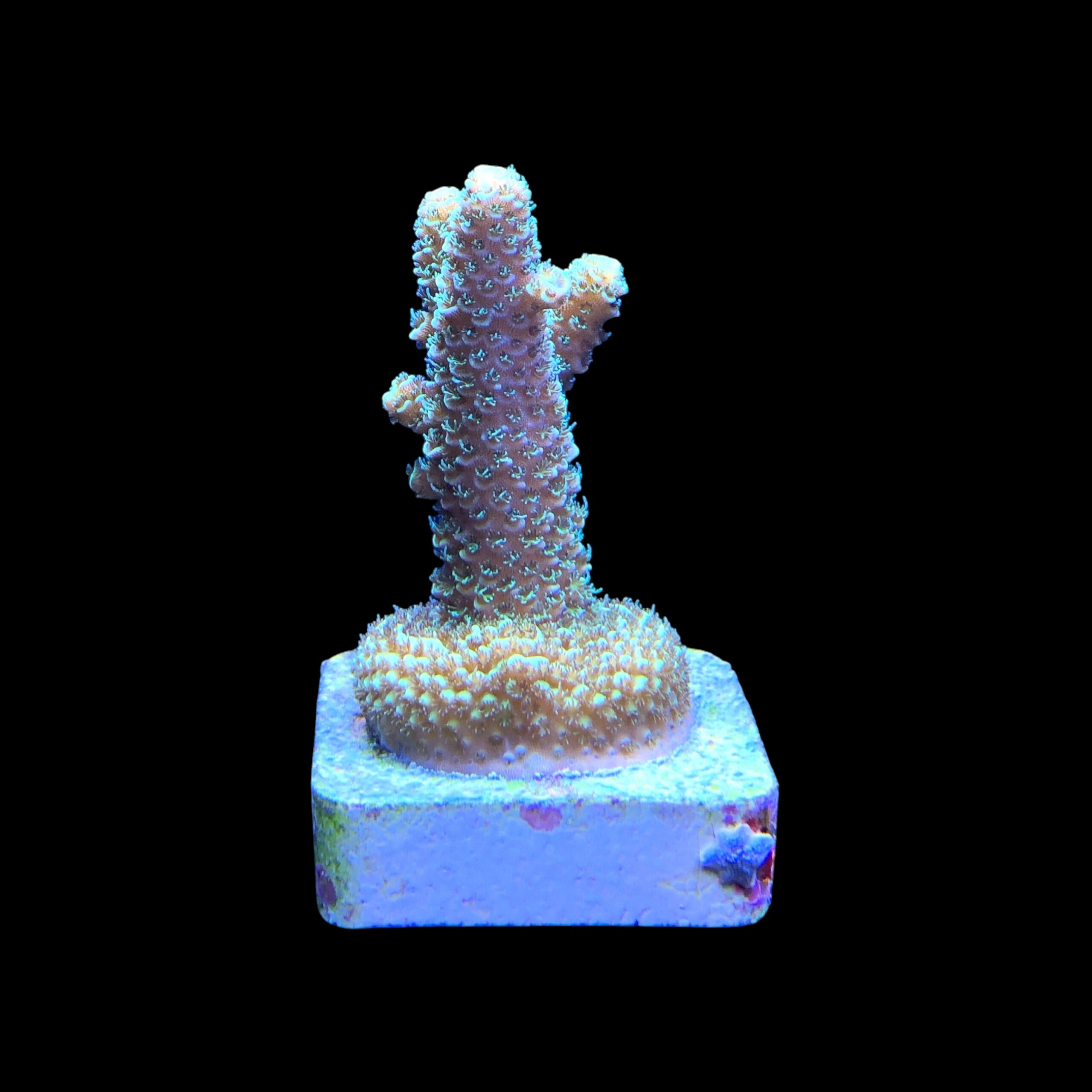 Spathulata Golden M - Imagem 2