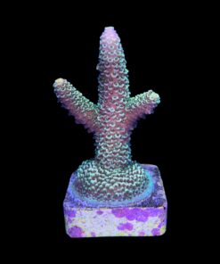 Alternative view of Spathulata Golden M