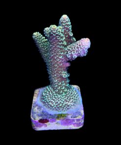 Alternative view of Spathulata Golden M