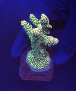 Spathulata Golden M