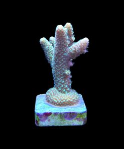 Alternative view of Spathulata Golden M
