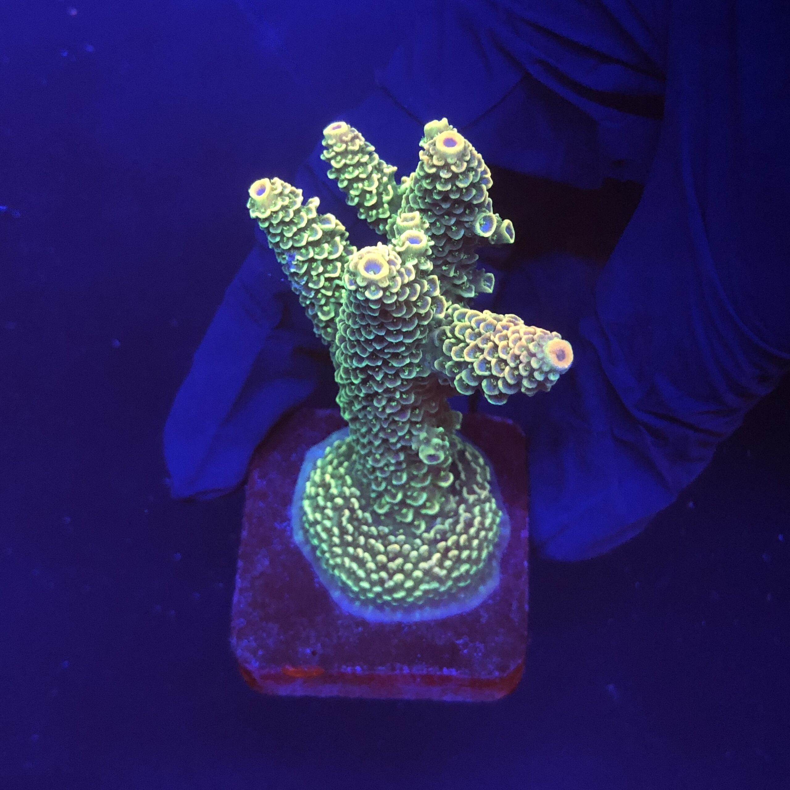 Spathulata Golden M