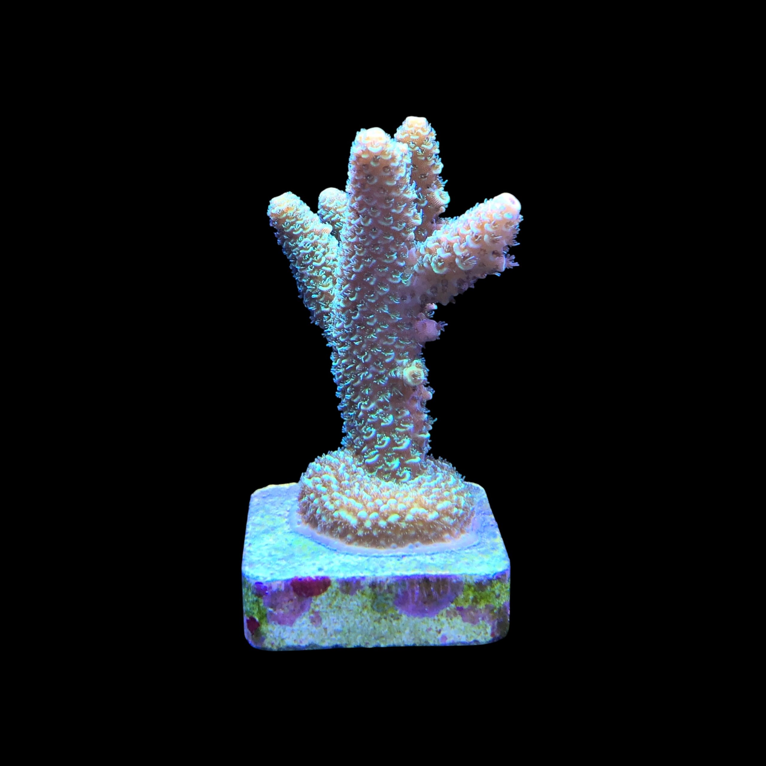 Spathulata Golden M - Imagem 2