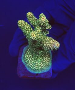 Spathulata Golden M