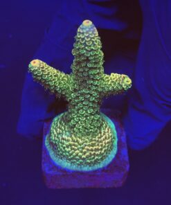 Spathulata Golden M