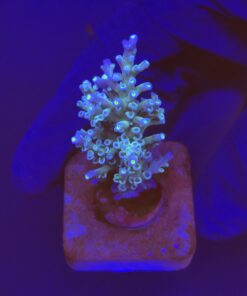 Speciosa M