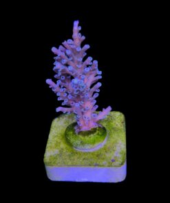 Alternative view of Speciosa M