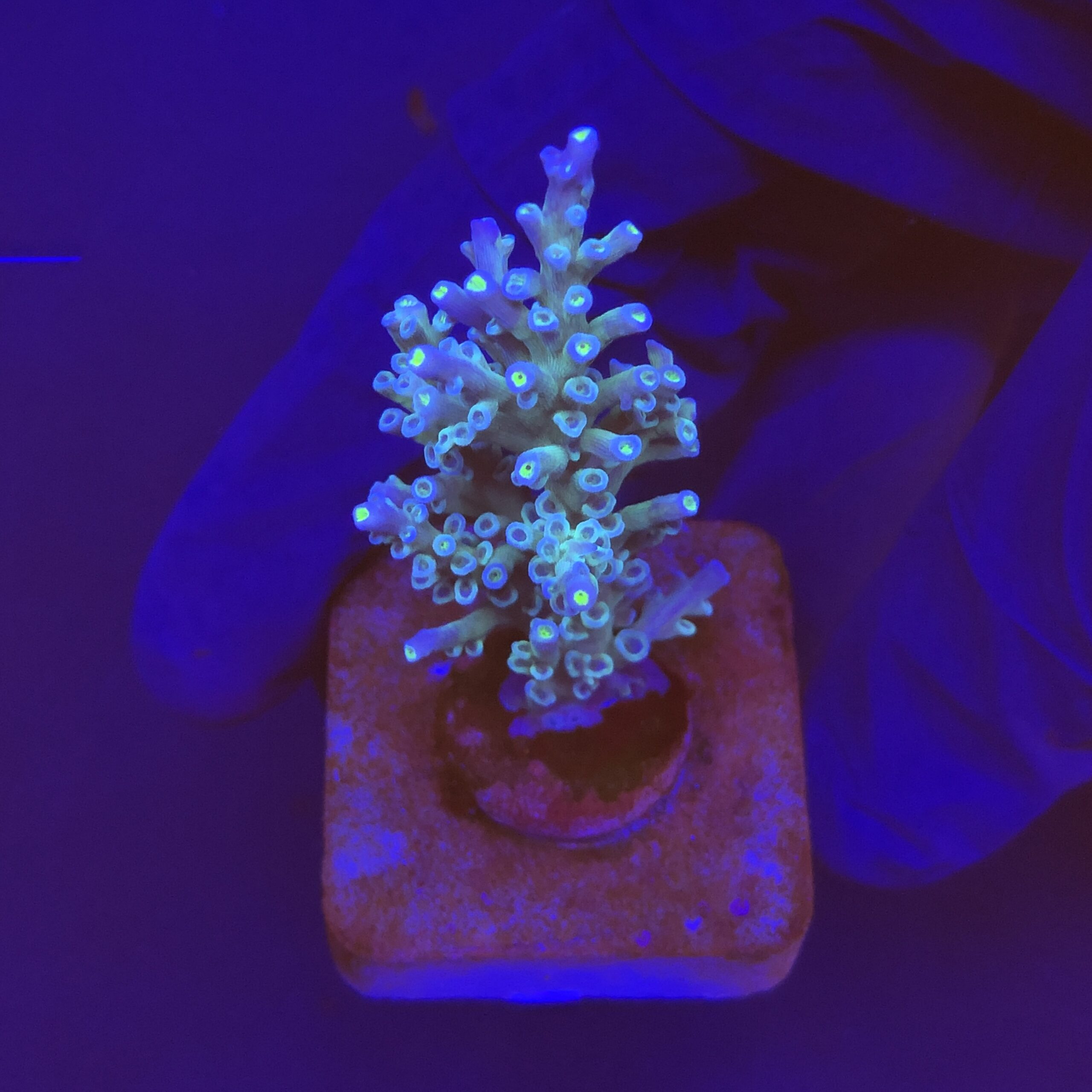 Speciosa M