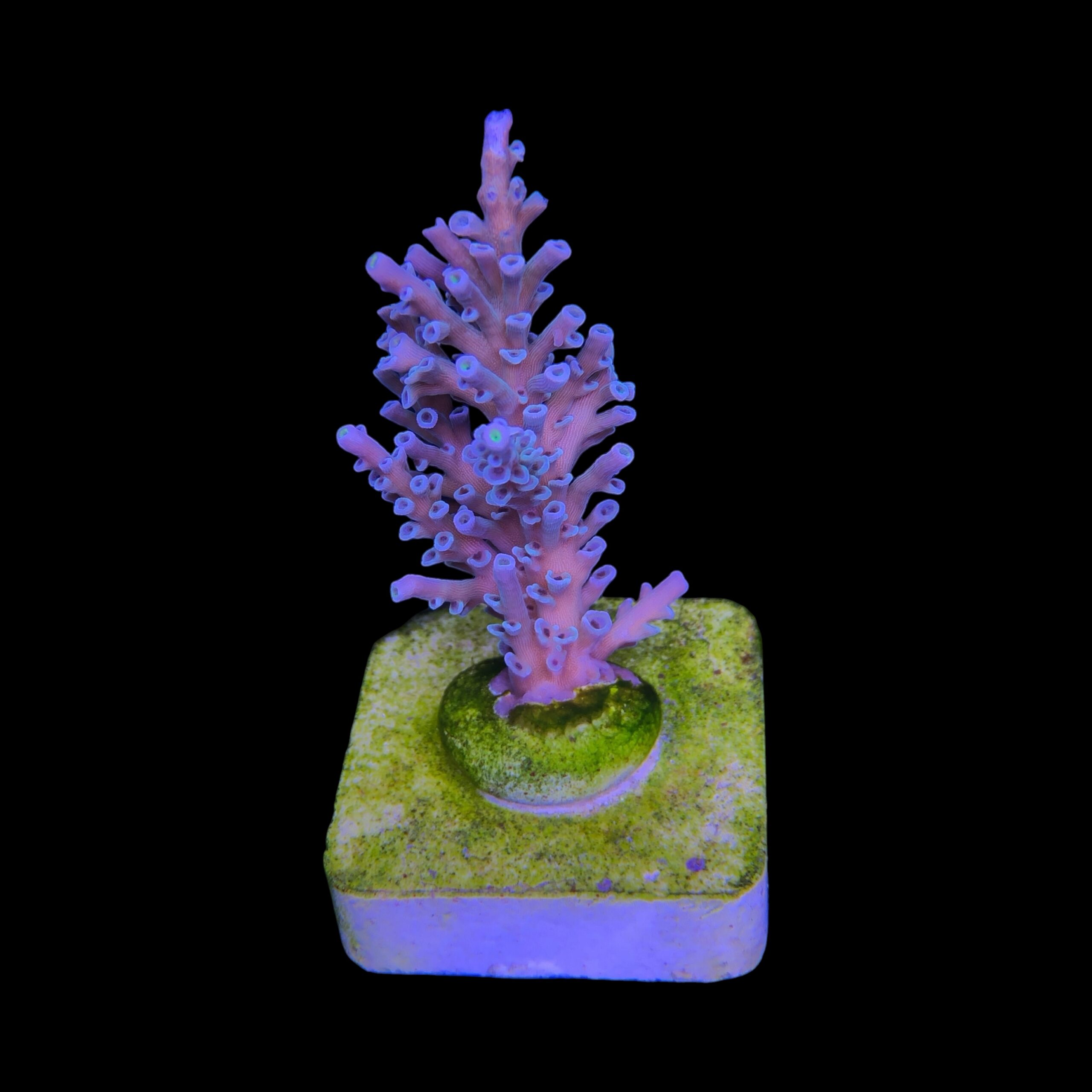 Speciosa M - Imagem 2