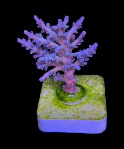 Alternative view of Speciosa G
