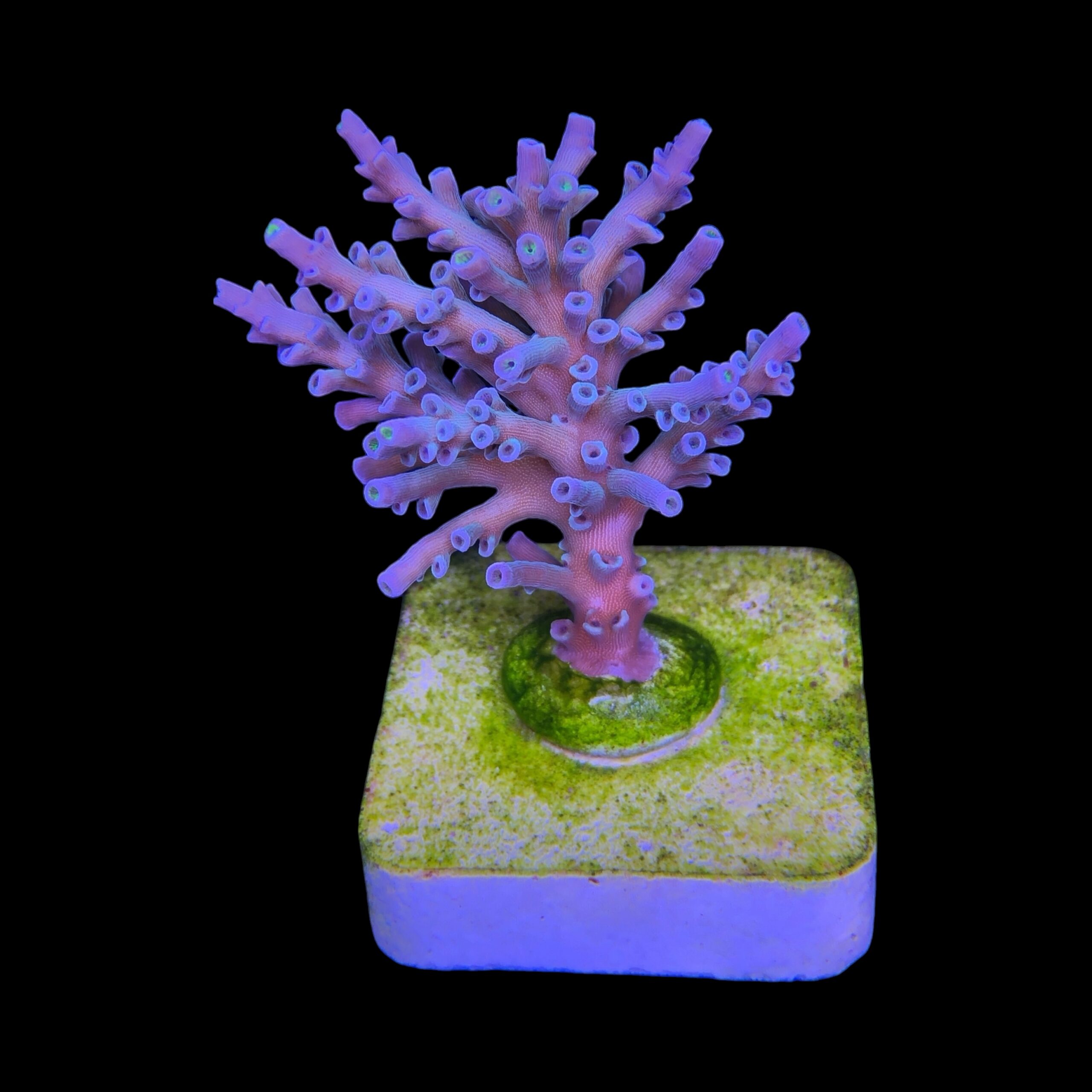 Speciosa G - Imagem 2