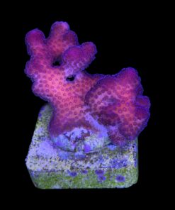 Stylophora Pink M