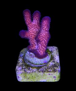 Stylophora Pink M