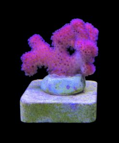 Stylophora Pink M