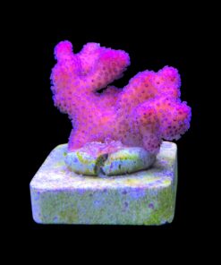 Stylophora Pink M