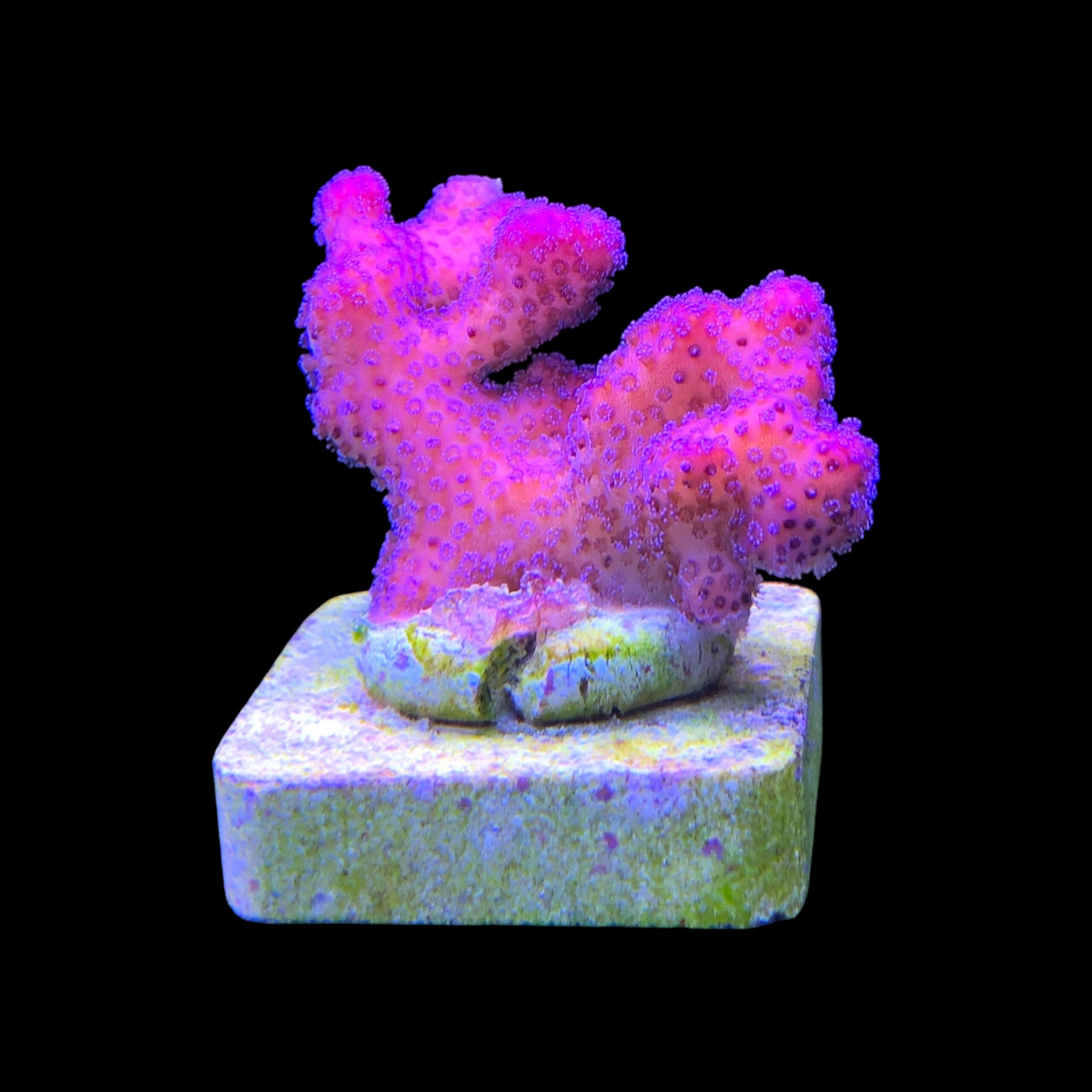 Stylophora Pink M