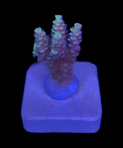 Alternative view of Tenuis Fruits Loops M