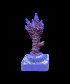Tortuosa Turcoise M
