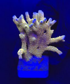 Tropicana Anacropora G