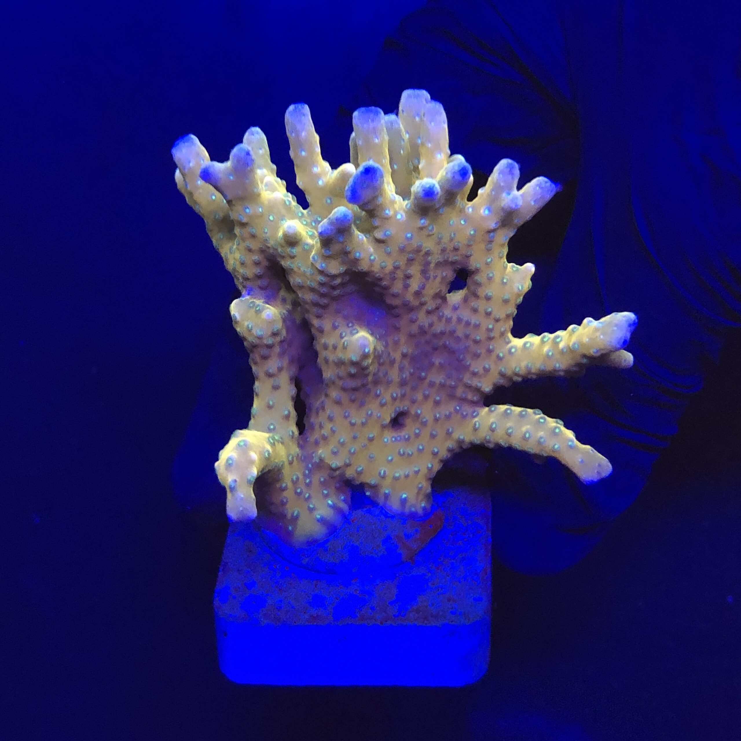 Tropicana Anacropora G