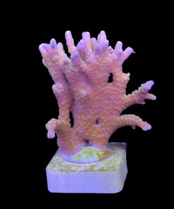Alternative view of Tropicana Anacropora G