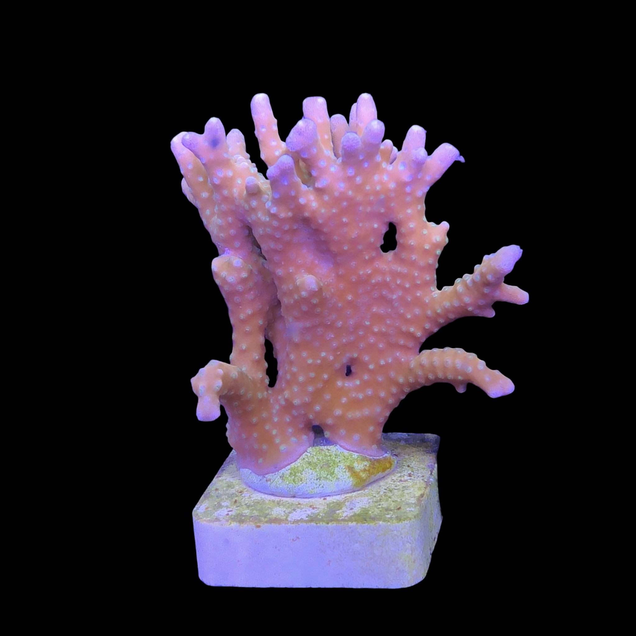 Tropicana Anacropora G - Imagem 2