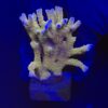 Tropicana Anacropora G