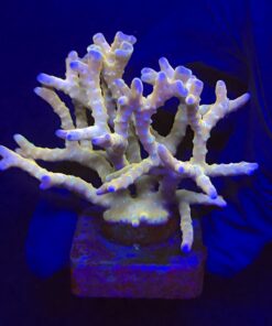 Tropicana Anacropora G