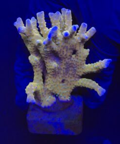 Tropicana Anacropora G