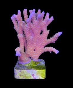 Alternative view of Tropicana Anacropora G