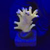 Tropicana Anacropora M