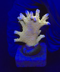 Tropicana Anacropora M